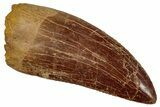 Serrated, Carcharodontosaurus Tooth - Very Robust Tooth #242587-1
